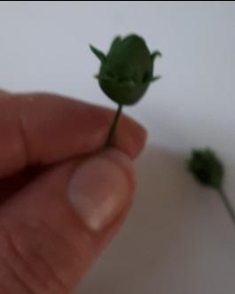 krok 3 Biele magnólie na svadobnú tortu s fotopostupom 5