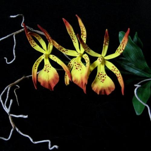 Brassia orchid