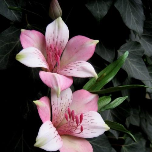 Alstromeria