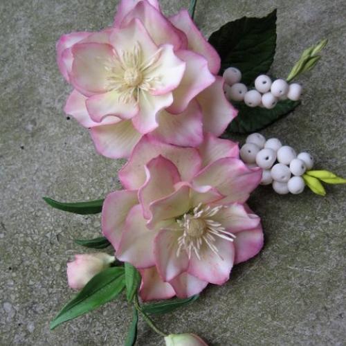Helleborus orientalis double