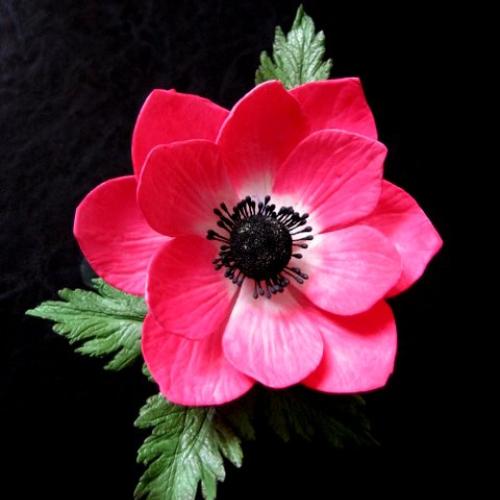 Anemone