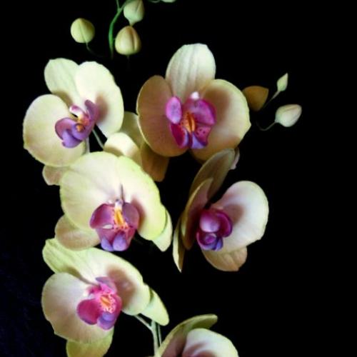  Phalaenopsis 