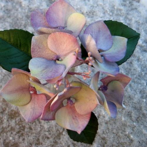 Hydrangea macrophylla