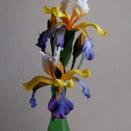 Iris