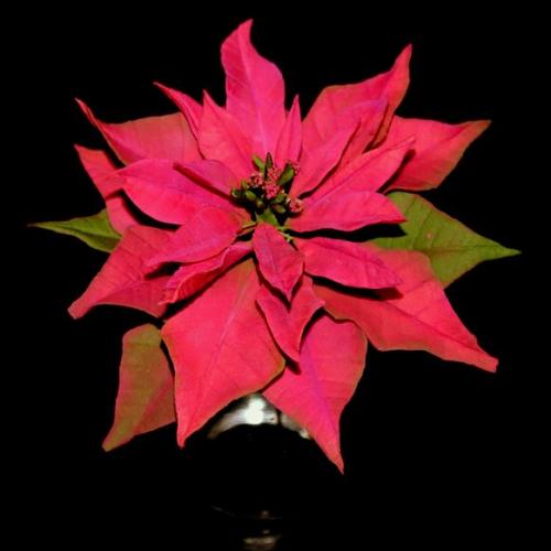 Poinsettia