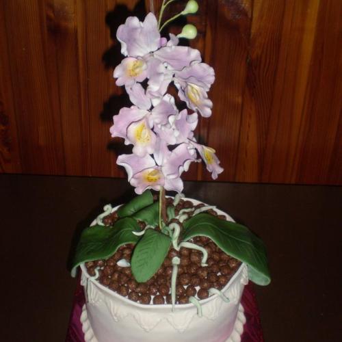 Orchidea 