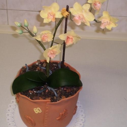 orchidea v kvetináči