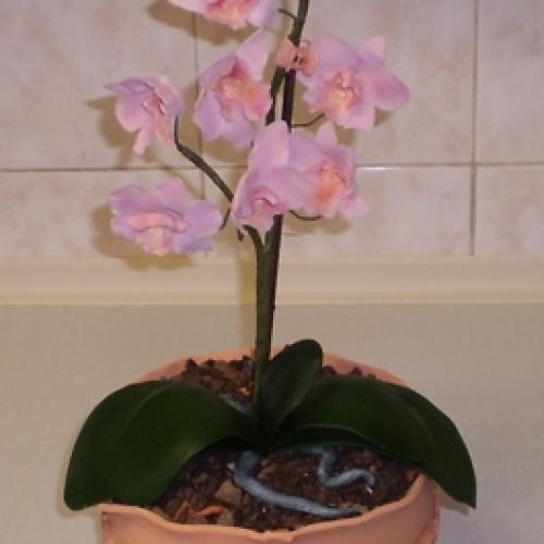 orchidea v kvetináči