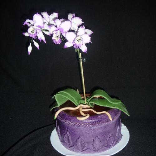 Orchidea