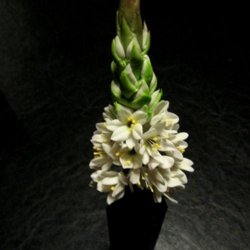 Ornithogalum