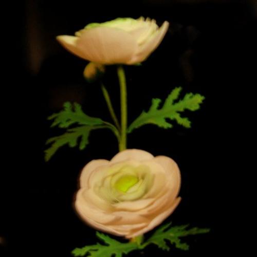 Ranunculus