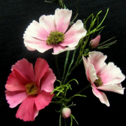 Cosmos - kráska