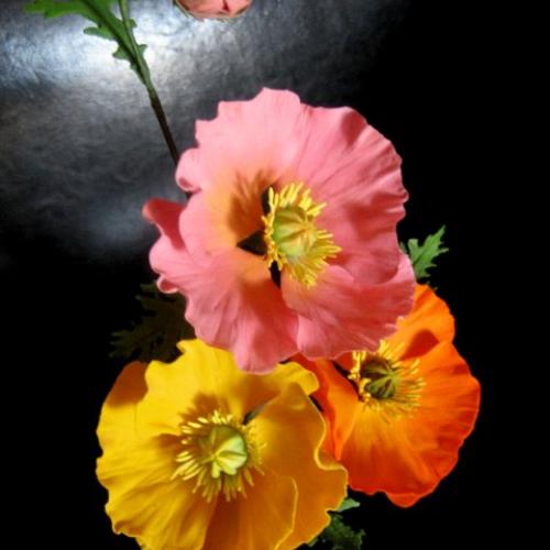 Papaver nudicaule