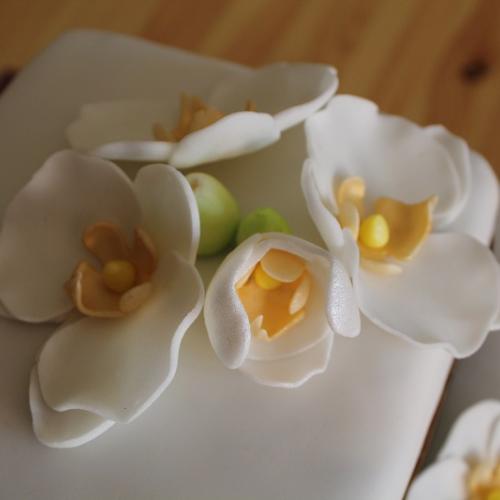 Detail orchidea