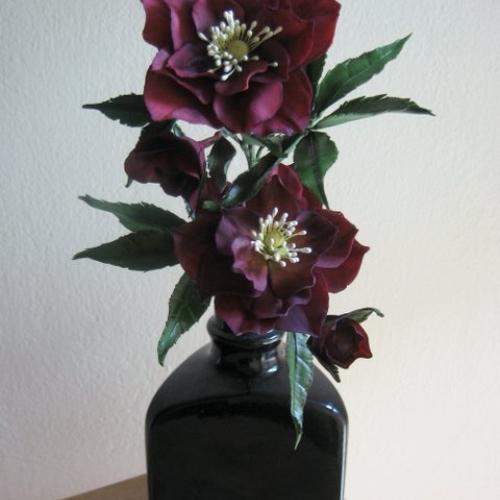 Helleborus orientalis double