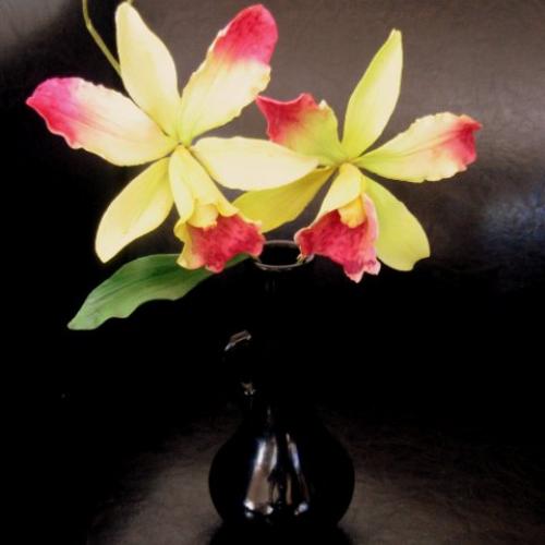 Orchidee