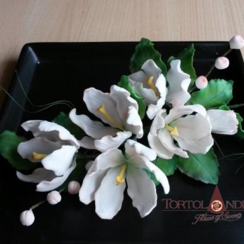 Kytica bielo-marhuľových tulipánov