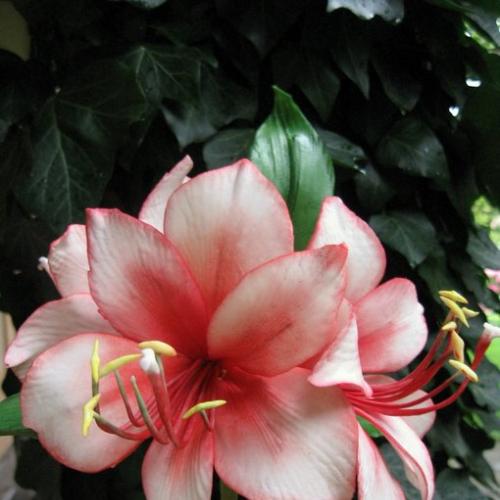Amaryllis