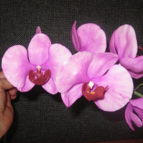Orchidej, foceno bez květináče