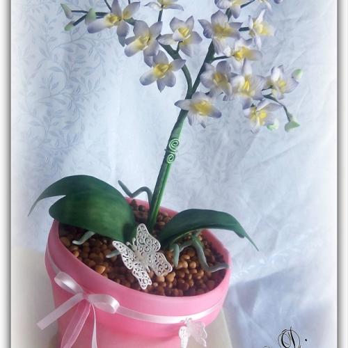 Orchidea pre moju mamku 