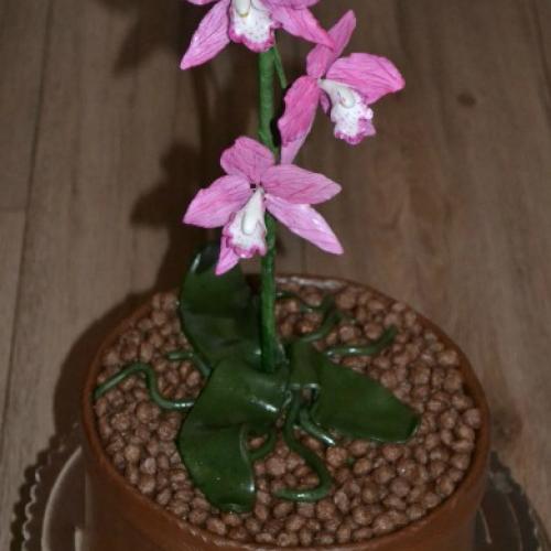 orchidea v kvetináči
