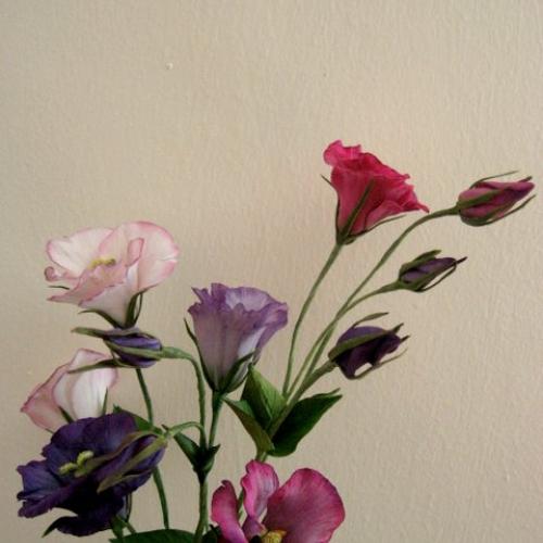 Eustoma (Lysianthus)