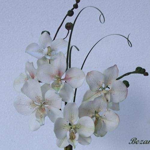 biela orchidea