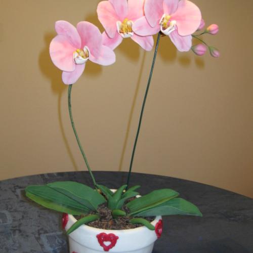 Orchidei