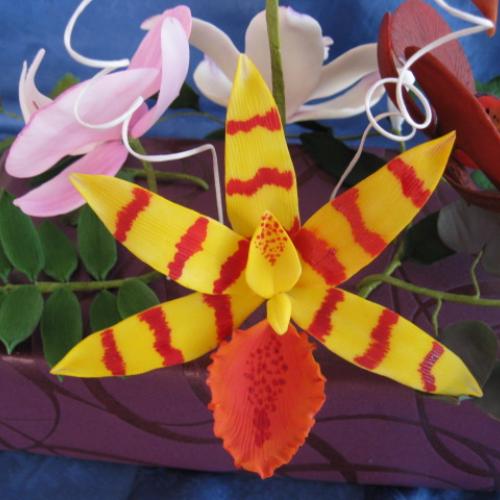 orchidka