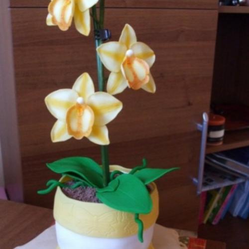 Moja prvá orchidea