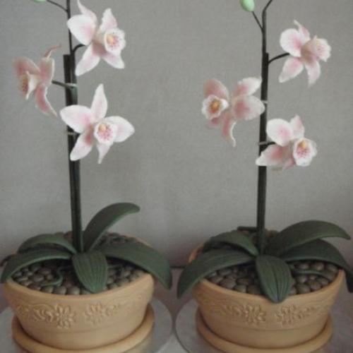 Orchidejky