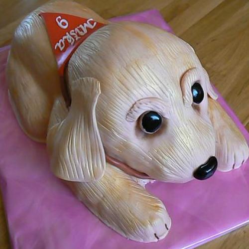 labrador
