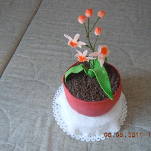 orchidea v kvetináči