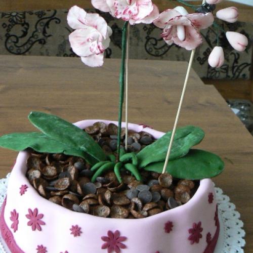 orchidea