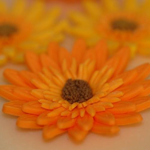 Gerbera