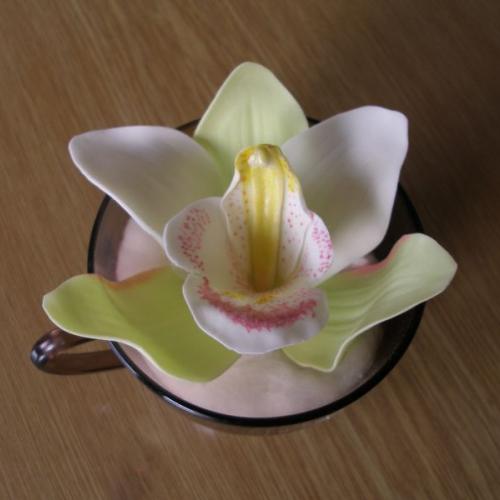 Moja prvá orchidea