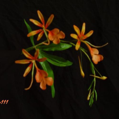 Vianočná orchidea