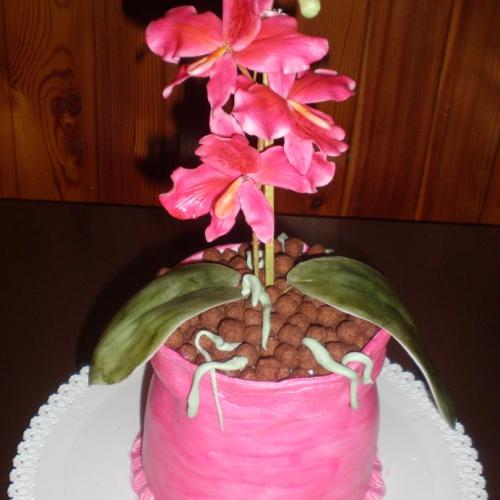 Orchidea