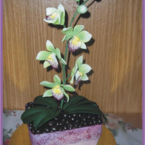 orchidea do tomboly
