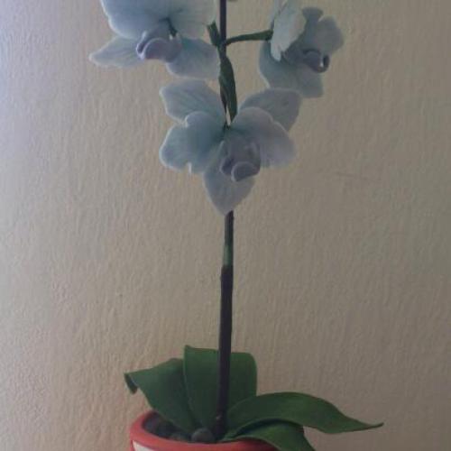 orchidea