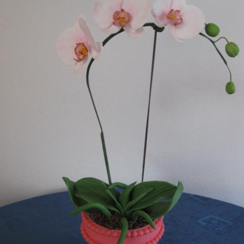 Orchidei