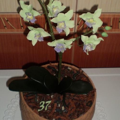 orchidea v kvetináči, na želanie