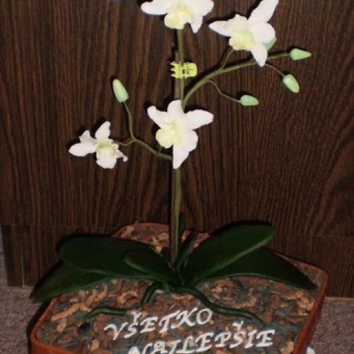 opäť a zas orchidea, na želanie