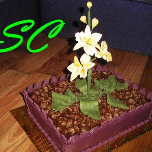 Orchidea