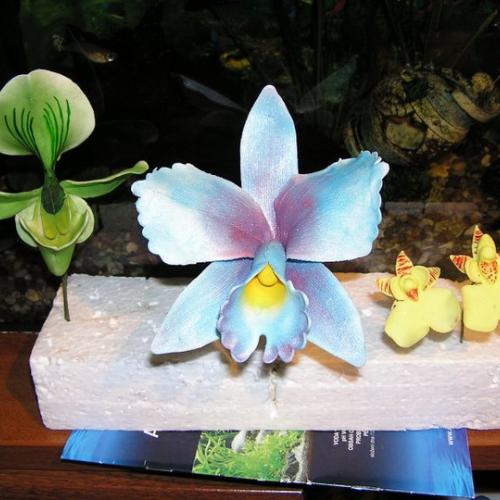 Orchideje z MMF