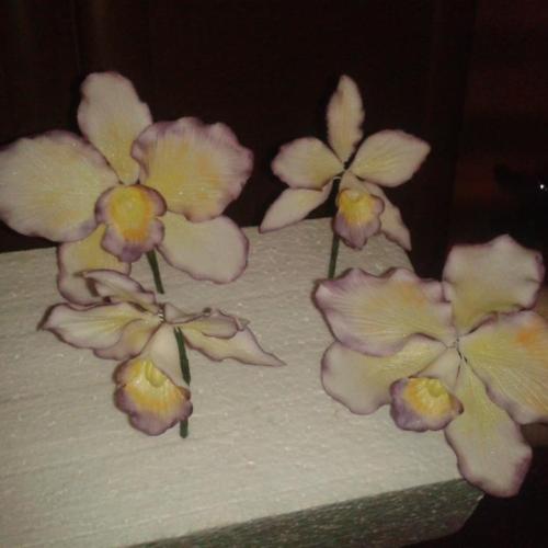 prvé orchideje