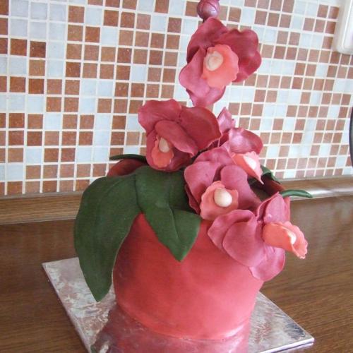 orchidea 