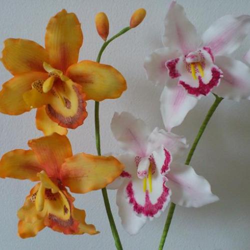 orchidky 