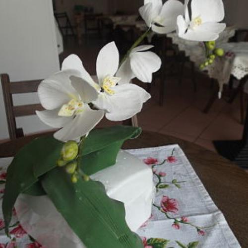 orchidee