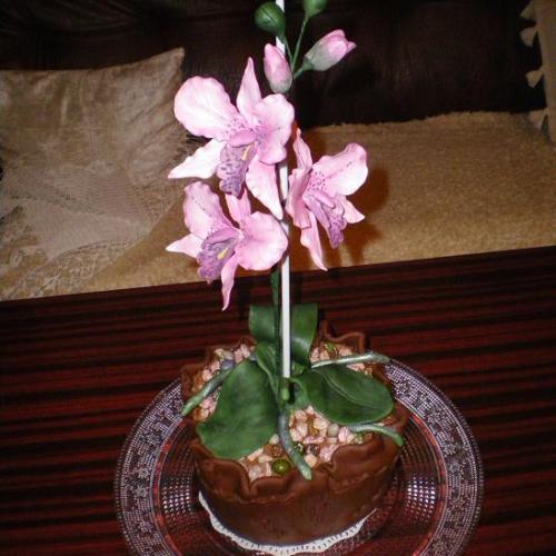 Orchidea v kvetináči